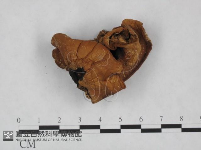 登錄號:F0023525藏品圖，第1張