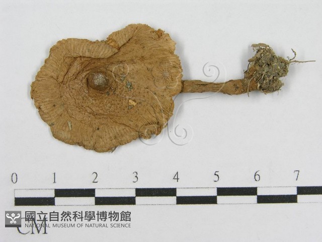 登錄號:F0003525藏品圖，第1張