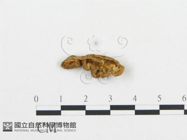 登錄號:F0013525藏品圖，第1張