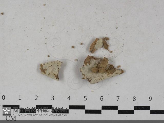 粗糙孢菌屬藏品圖，第1張