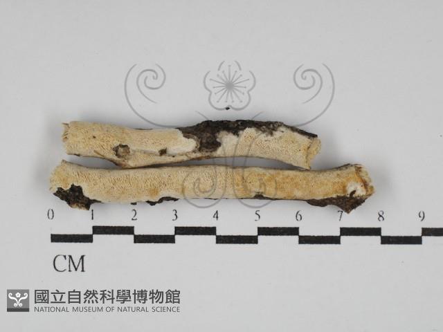 登錄號:F0030125藏品圖，第1張
