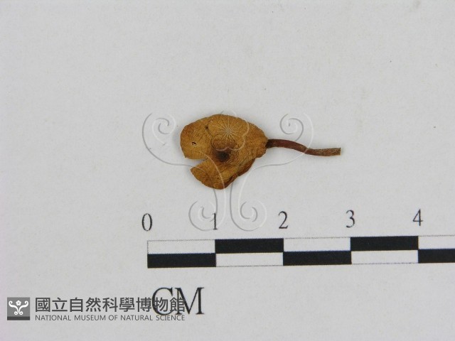 小菇屬藏品圖，第1張