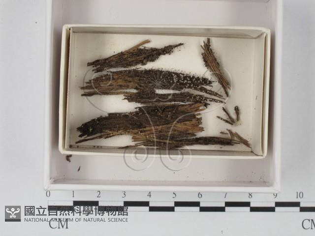 登錄號:F0021125藏品圖，第1張