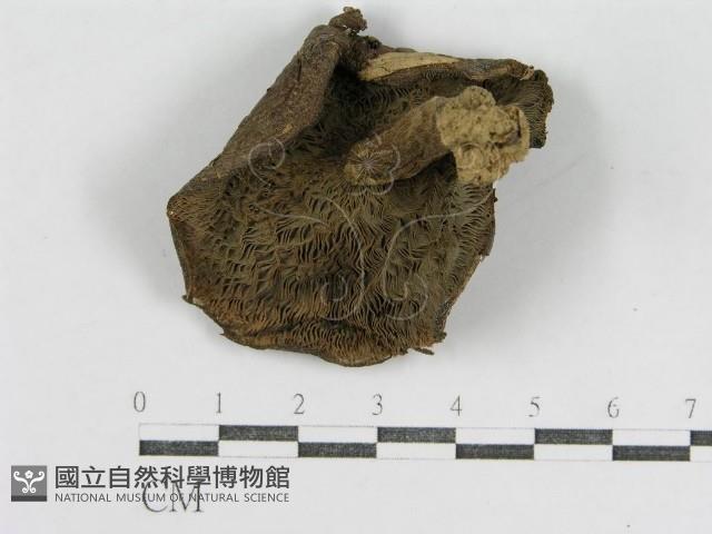 登錄號:F0011125藏品圖，第1張