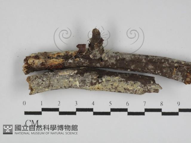 登錄號:F0031125藏品圖，第1張