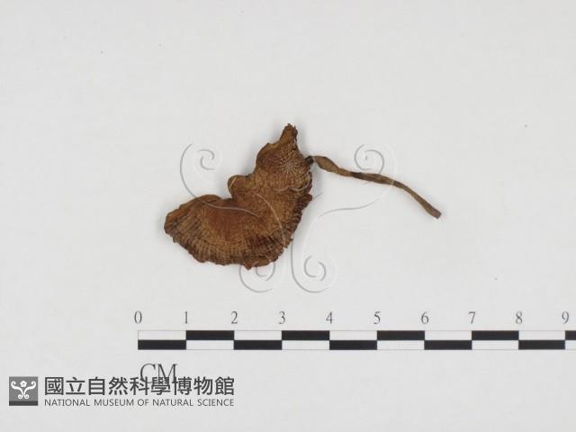 登錄號:F0024125藏品圖，第1張