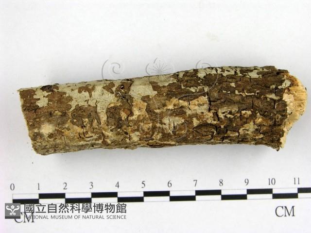 燈籠囊擬射脈菌藏品圖，第1張