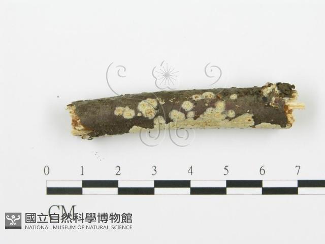 射脈菌屬藏品圖，第1張