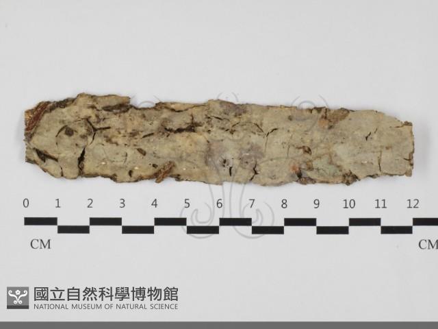 登錄號:F0032125藏品圖，第1張