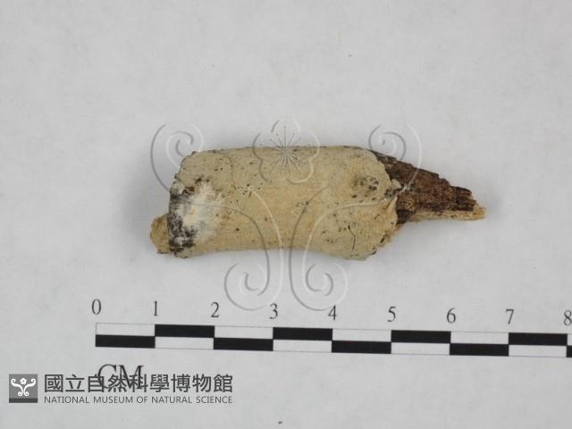 登錄號:F0025125藏品圖，第1張