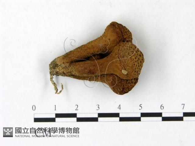 登錄號:F0023125藏品圖，第1張