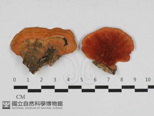 血紅密孔菌藏品圖，第1張