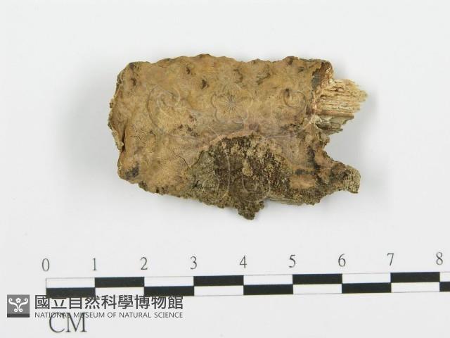 登錄號:F0020025藏品圖，第1張