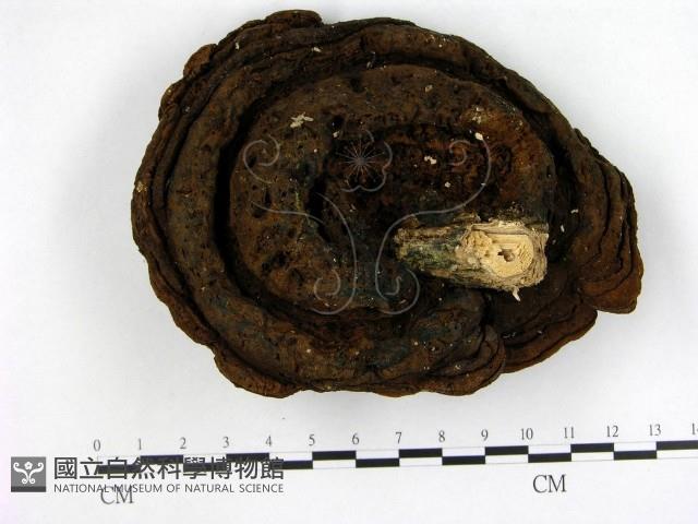 登錄號:F0010025藏品圖，第1張