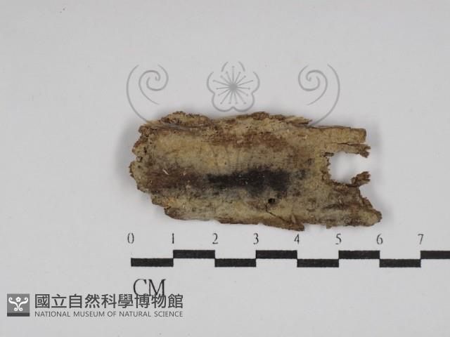 串擔革菌屬藏品圖，第1張