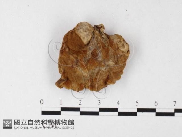 木層孔菌屬藏品圖，第1張