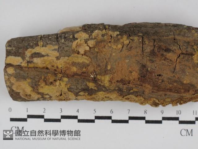 登錄號:F0021025藏品圖，第1張