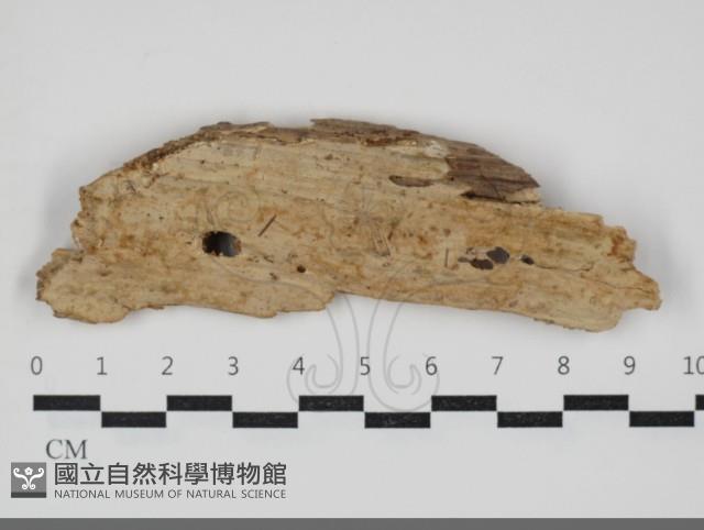 顯絲菌屬藏品圖，第1張