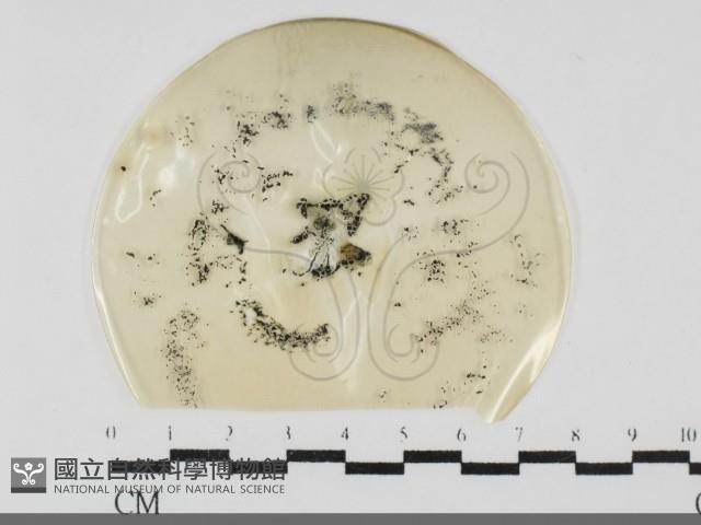 登錄號:F0032025藏品圖，第1張