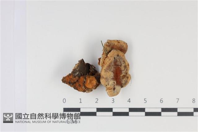 登錄號:F0035025藏品圖，第1張
