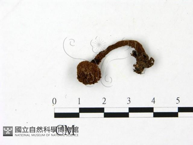 松塔牛肝菌屬藏品圖，第1張