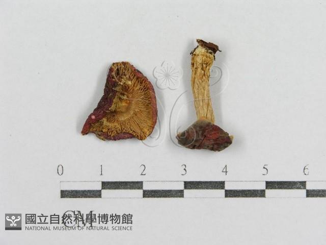紅菇屬藏品圖，第1張