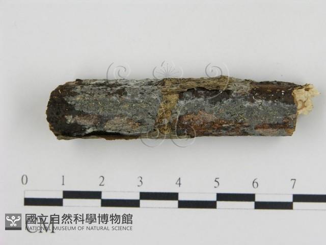 登錄號:F0020325藏品圖，第1張