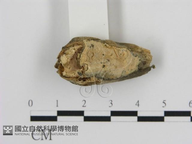 登錄號:F0010325藏品圖，第1張