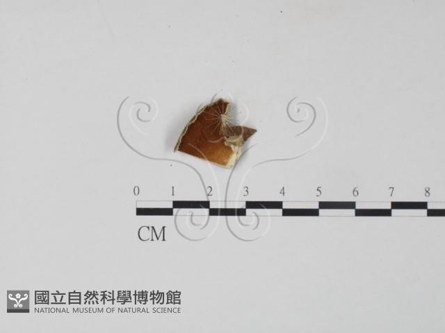 雲芝藏品圖，第1張