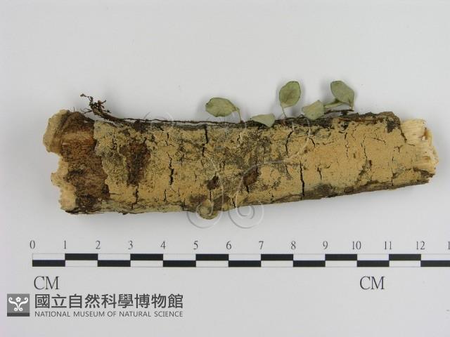 登錄號:F0001325藏品圖，第1張