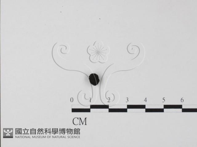 登錄號:F0011325藏品圖，第1張