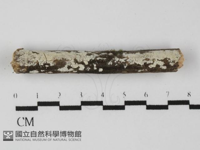 絲齒菌屬藏品圖，第1張