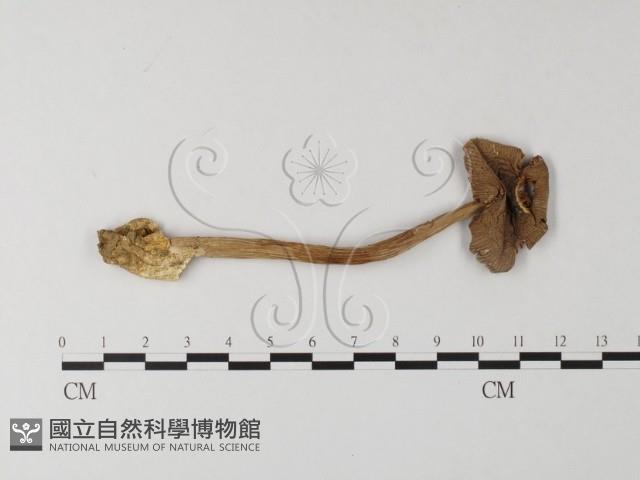 登錄號:F0014325藏品圖，第1張