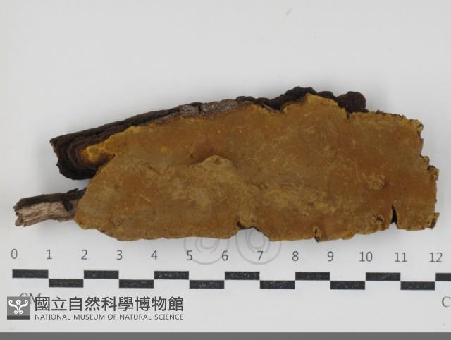 登錄號:F0034325藏品圖，第1張