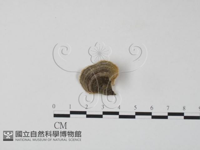 雲芝藏品圖，第1張