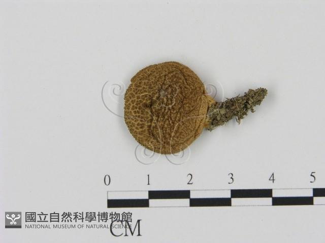 登錄號:F0002325藏品圖，第1張