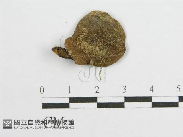 登錄號:F0012325藏品圖，第1張