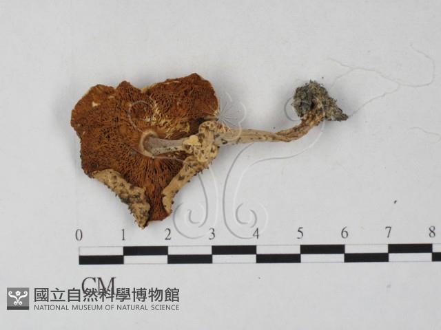 登錄號:F0027325藏品圖，第1張