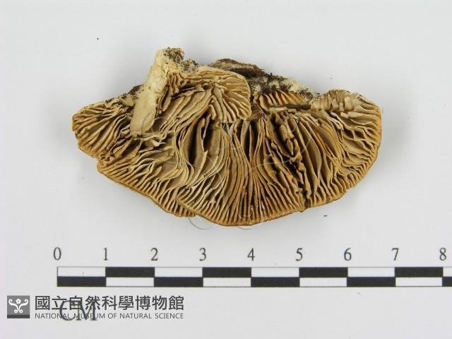 登錄號:F0017325藏品圖，第1張