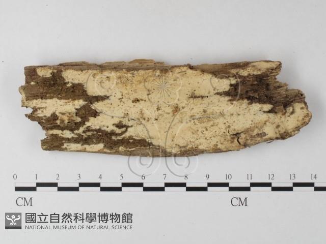 登錄號:F0025325藏品圖，第1張