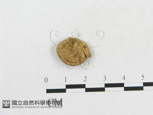 登錄號:F0003325藏品圖，第3張