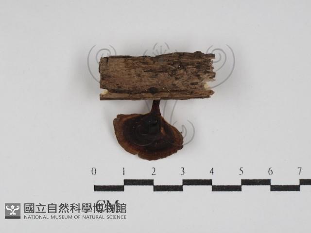 小孔菌屬藏品圖，第1張