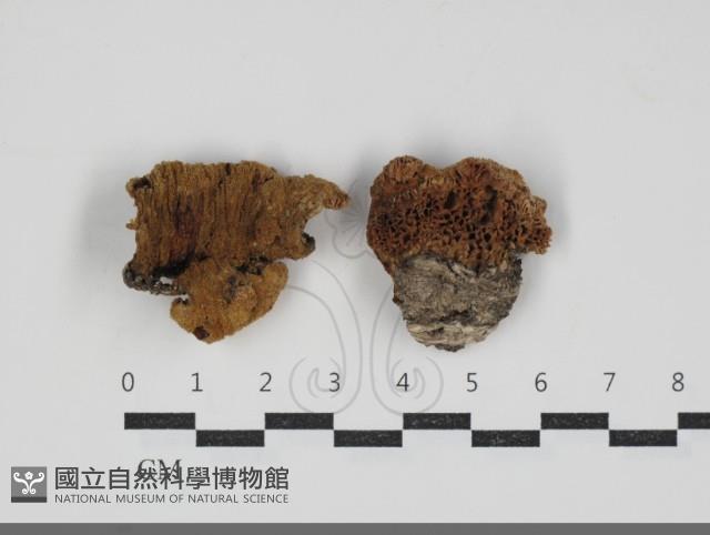 登錄號:F0034205藏品圖，第1張