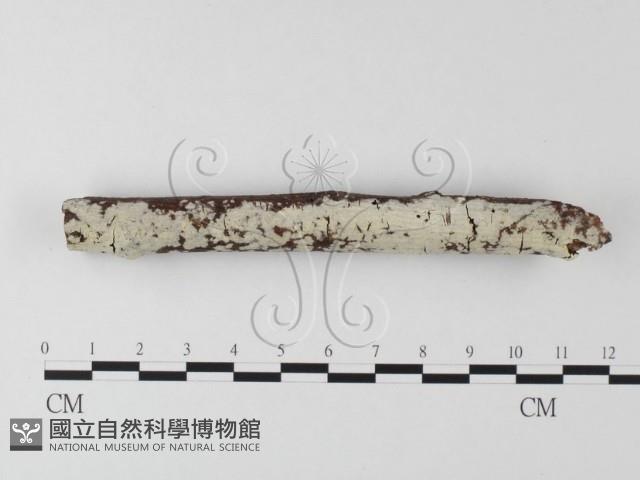 登錄號:F0022205藏品圖，第1張