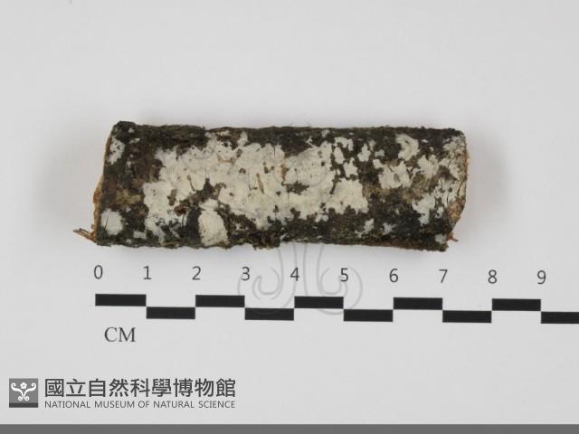 登錄號:F0032205藏品圖，第1張