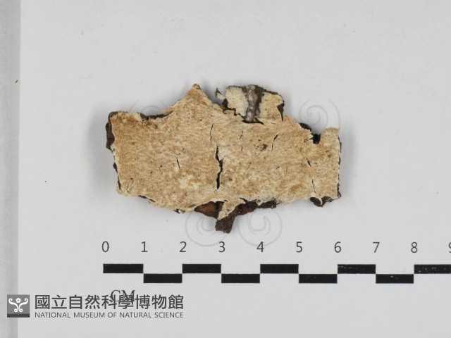 齒耳菌屬藏品圖，第1張