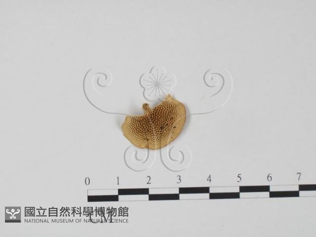 登錄號:F0018805藏品圖，第1張