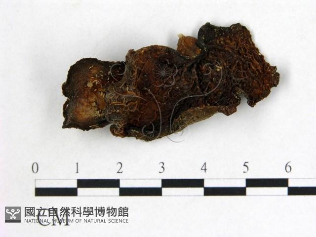 皺木耳藏品圖，第1張