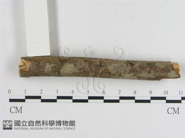 刺革菌屬藏品圖，第1張