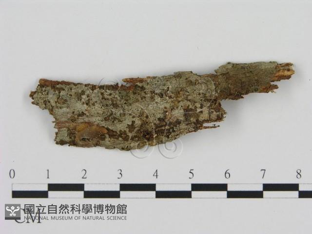 登錄號:F0010805藏品圖，第1張